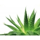 Gel Aloe Vera 50 ml