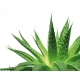 Gel Aloe Vera 200 ml